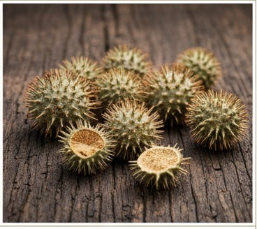 गोक्षुरा